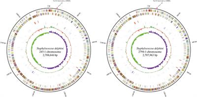 Presence and Characterization of a Novel cfr-Carrying Tn558 Transposon Derivative in Staphylococcus delphini Isolated From Retail Food